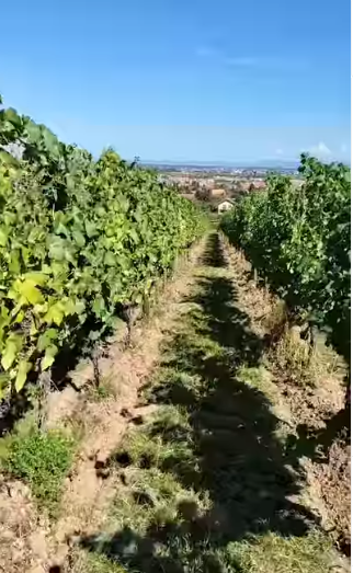 Wineries-in-Alsace- Gerber J.Paul Et Fils